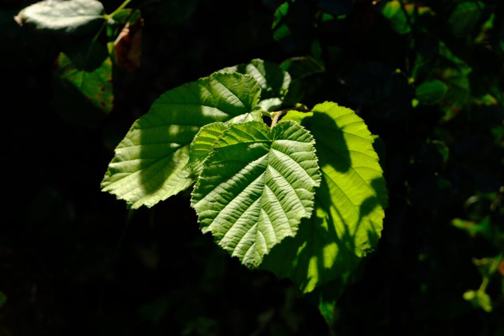 Blad från hassel